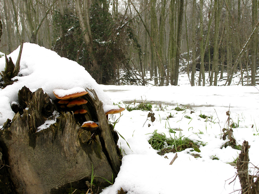 Anche in gennaio si fungheggia nel modenese